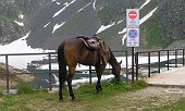 35 Cavallo in divieto di sosta!